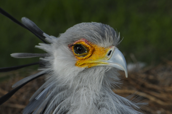 A secretarybird in profile, but looking at the camera. Its colors are normal, indicating that twitter has not filed for chapter 11.